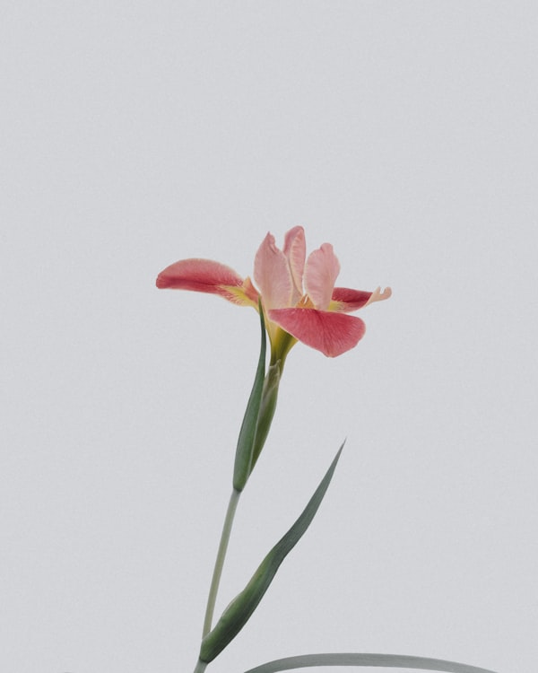 Ovarian PRP treatment